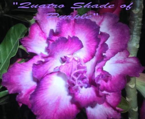 (image for) Adenium Obesum Quattro Shades of Purple 5 Seeds - Click Image to Close